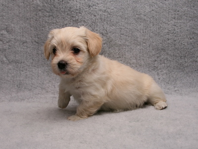 Bichon Havanais hvalp fra Kennel Miki Nanoq
